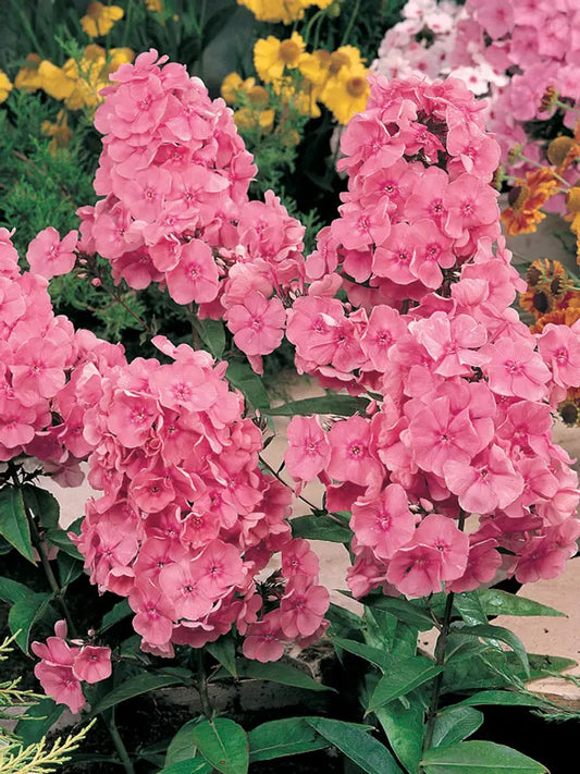 50 Dodo Pink Phlox Seeds Flower Perennial Seed Flowers Butterfly 867