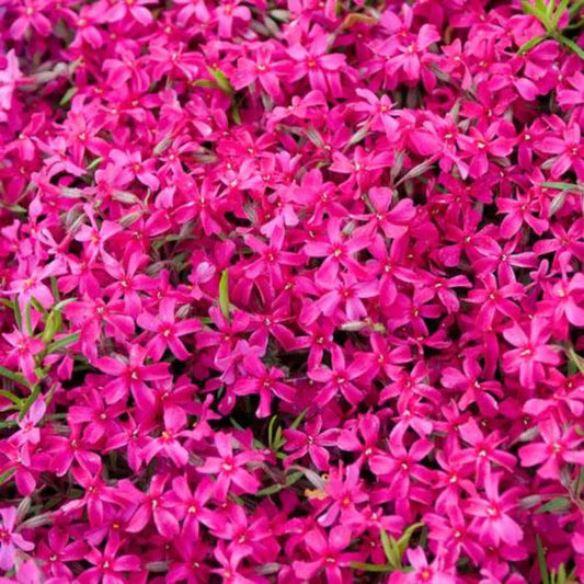 50 Pink Wing Phlox Seeds Flower Perennial Seed Flowers Butterfly 868