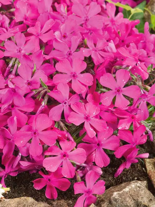 50 Drummonds Pink Phlox Seeds Flower Perennial Seed Flowers Butterfly 869