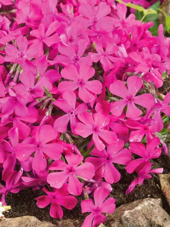 50 Drummonds Pink Phlox Seeds Flower Perennial Seed Flowers Butterfly 869