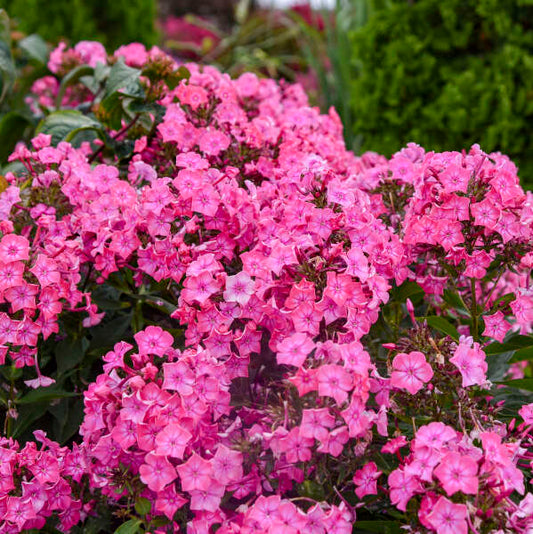 50 Pink Lighting Phlox Seeds Flower Perennial Seed Flowers Butterfly 870