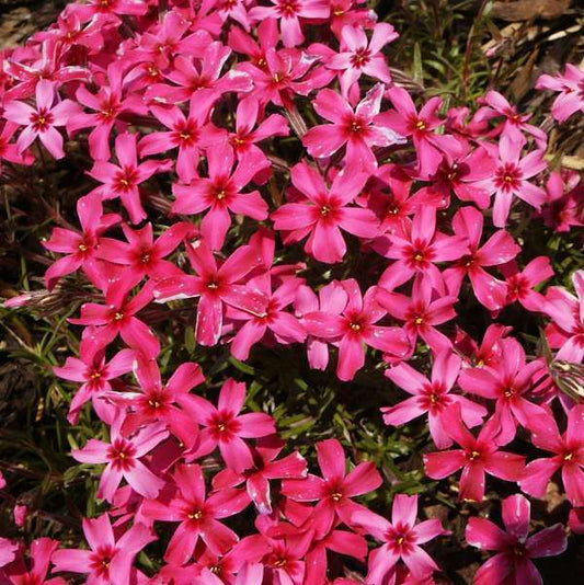 50 Scarlet Flame Phlox Seeds Flower Perennial Seed Flowers Butterfly 872