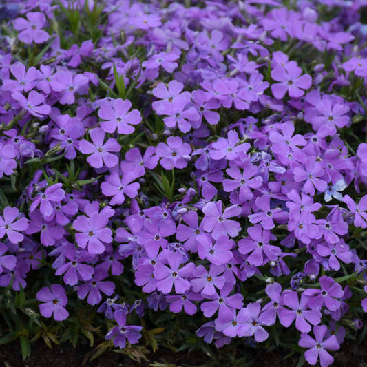 50 Crater Lake Phlox Seeds Flower Perennial Seed Flowers Butterfly 874