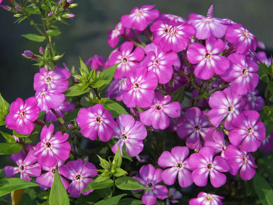 50 Violet Flame Phlox Seeds Flower Perennial Seed Flowers Butterfly 875