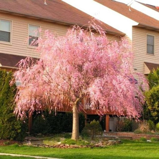 Green River 5 Peach Cherry Tree Seeds - Fragrant White Blossoms for Early Spring Gardening & Ornamental Landscaping