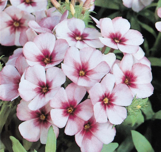50 White Red Phlox Seeds Flower Perennial Seed Flowers Butterfly 877