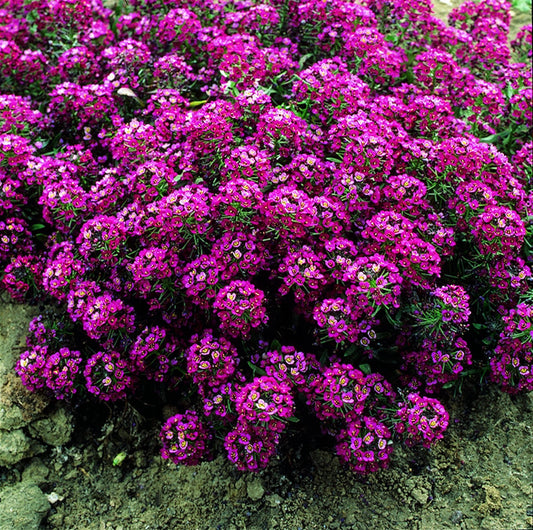Green River Seeds 25 Sweet Alyssum Bright Plum Seeds - Tiny Colorful Flowers for Spring and Fall Gardening, Ideal for Hanging Baskets and Pathways