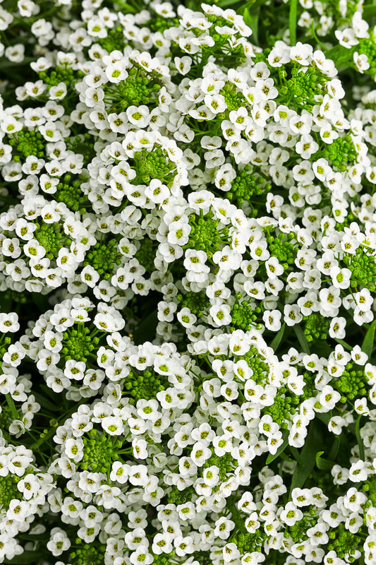 Green River Seeds 25 Sweet Alyssum White Knight Seeds - Tiny Colorful Flowers for Spring and Fall Gardening, Ideal for Hanging Baskets and Pathways
