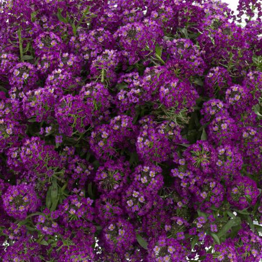 Green River Seeds 25 Sweet Alyssum Dark Purple Seeds - Tiny Colorful Flowers for Spring and Fall Gardening, Ideal for Hanging Baskets and Pathways