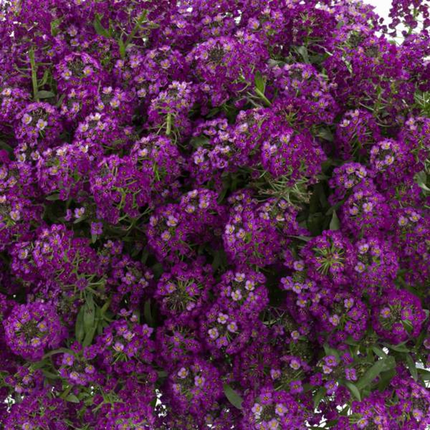 Green River Seeds 25 Sweet Alyssum Dark Purple Seeds - Tiny Colorful Flowers for Spring and Fall Gardening, Ideal for Hanging Baskets and Pathways