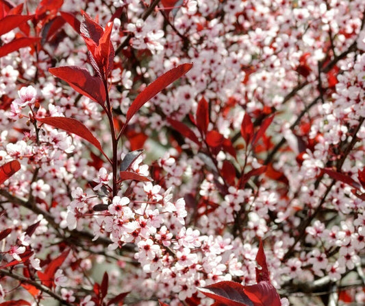 Green River 5 Western Sand Cherry Tree Seeds - Fragrant White Blossoms for Early Spring Gardening & Ornamental Landscaping