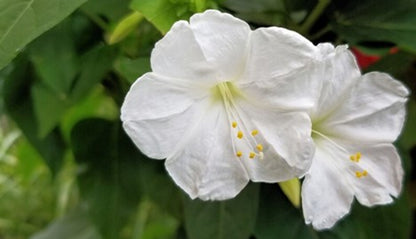 Green River Seeds 25 White Four O'clock Flowers Seeds - Perennial Flower Seed Pack, Fragrant Night Blooming for Pollinator Gardens, Easy to Grow, Heirloom Seeds for Outdoor Planting, Cottage Garden Blend