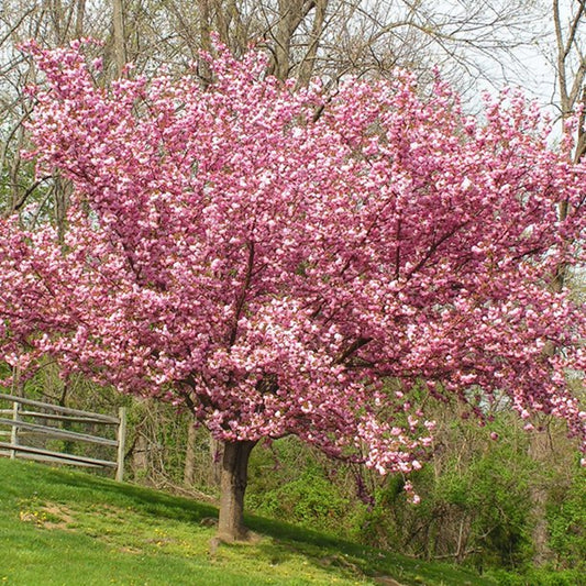 Green River 5 Pink Flowering Cherry Tree Seeds - Fragrant White Blossoms for Early Spring Gardening & Ornamental Landscaping