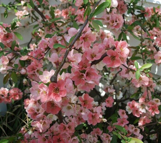 Green River 5 Toyo Cherry Tree Seeds - Fragrant White Blossoms for Early Spring Gardening & Ornamental Landscaping