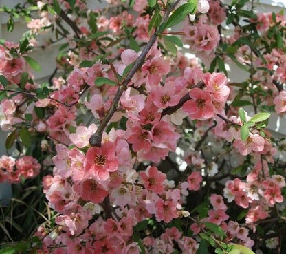 Green River 5 Toyo Cherry Tree Seeds - Fragrant White Blossoms for Early Spring Gardening & Ornamental Landscaping