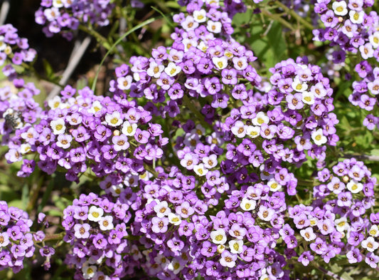 Green River Seeds 25 Sweet Alyssum Violet Seeds - Tiny Colorful Flowers for Spring and Fall Gardening, Ideal for Hanging Baskets and Pathways