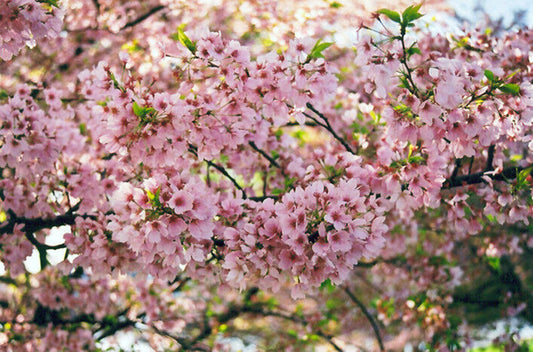 Green River 5 Akebono Cherry Tree Seeds - Fragrant White Blossoms for Early Spring Gardening & Ornamental Landscaping