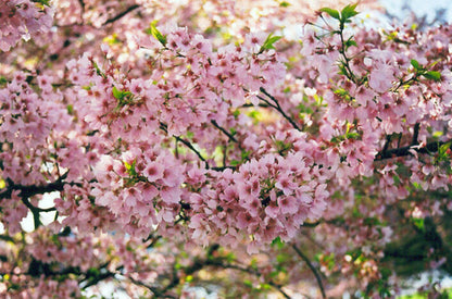 Green River 5 Akebono Cherry Tree Seeds - Fragrant White Blossoms for Early Spring Gardening & Ornamental Landscaping