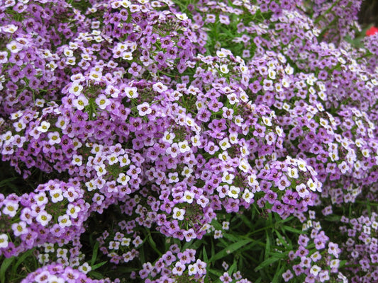 Green River Seeds 25 Sweet Alyssum Lavender Seeds - Tiny Colorful Flowers for Spring and Fall Gardening, Ideal for Hanging Baskets and Pathways
