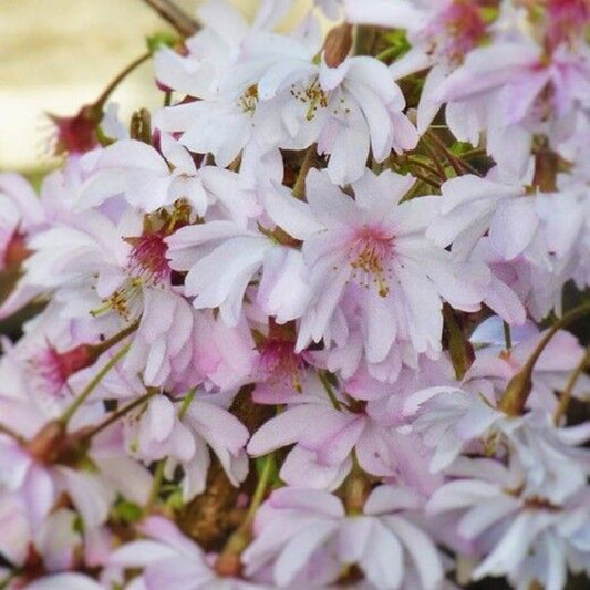 Green River 5 Autumnalis Cherry Tree Seeds - Fragrant White Blossoms for Early Spring Gardening & Ornamental Landscaping