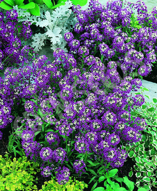 Green River Seeds 25 Sweet Alyssum Purple Seeds - Tiny Colorful Flowers for Spring and Fall Gardening, Ideal for Hanging Baskets and Pathways