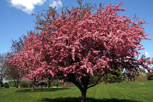 Green River 5 Black Cherry Tree Seeds - Fragrant White Blossoms for Early Spring Gardening & Ornamental Landscaping