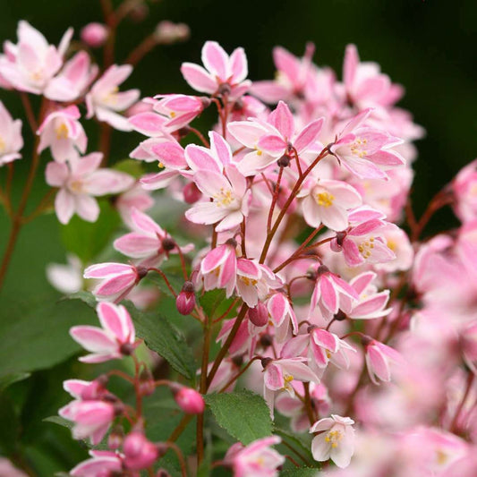 Green River 5 Deutzia Cherry Tree Seeds - Fragrant White Blossoms for Early Spring Gardening & Ornamental Landscaping
