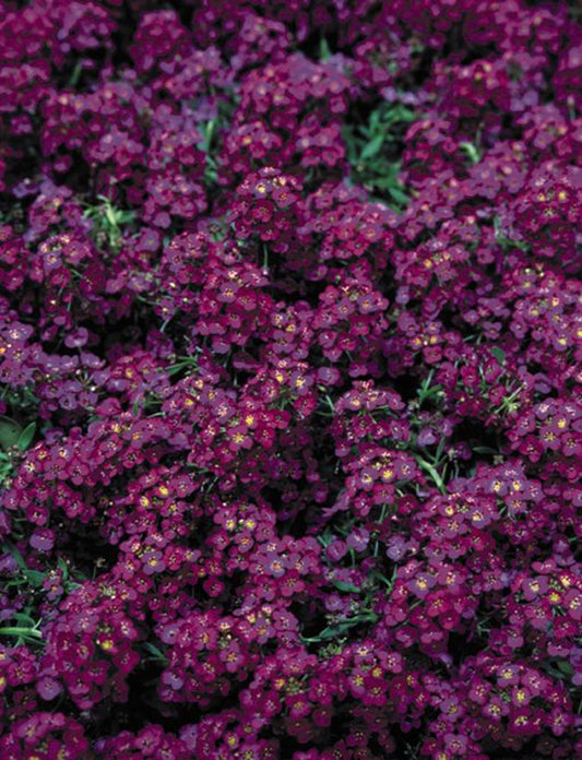 Green River Seeds 25 Sweet Alyssum Royal Purple Seeds - Tiny Colorful Flowers for Spring and Fall Gardening, Ideal for Hanging Baskets and Pathways