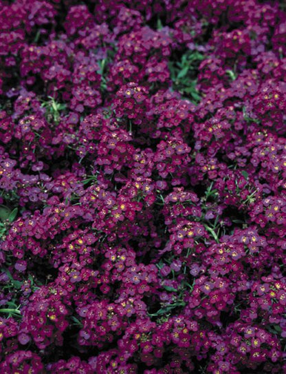 Green River Seeds 25 Sweet Alyssum Royal Purple Seeds - Tiny Colorful Flowers for Spring and Fall Gardening, Ideal for Hanging Baskets and Pathways