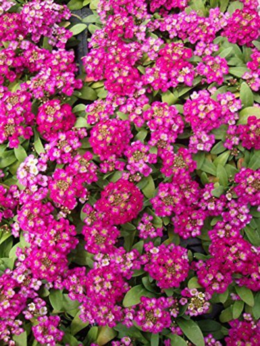 Green River Seeds 25 Sweet Alyssum Bright Pink Seeds - Tiny Colorful Flowers for Spring and Fall Gardening, Ideal for Hanging Baskets and Pathways