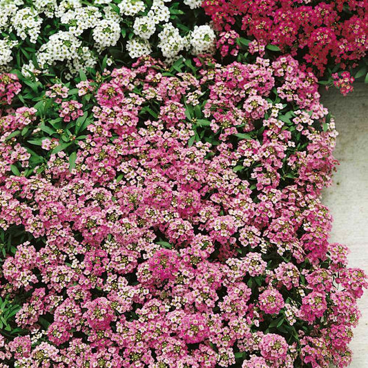 Green River Seeds 25 Sweet Alyssum Pink Seeds - Tiny Colorful Flowers for Spring and Fall Gardening, Ideal for Hanging Baskets and Pathways