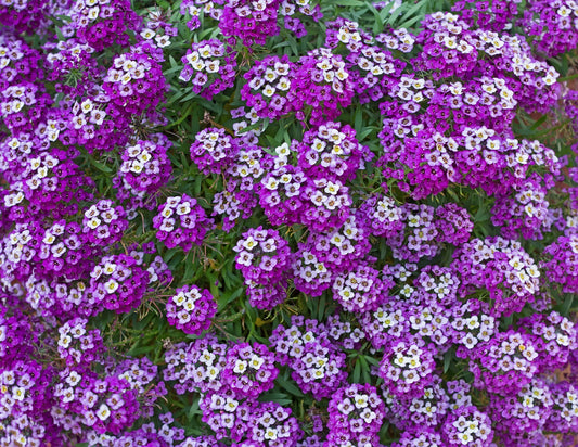 Green River Seeds 25 Sweet Alyssum Eggplant Seeds - Tiny Colorful Flowers for Spring and Fall Gardening, Ideal for Hanging Baskets and Pathways