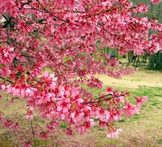 Green River 5 Bright Pink Cherry Tree Seeds - Fragrant White Blossoms for Early Spring Gardening & Ornamental Landscaping