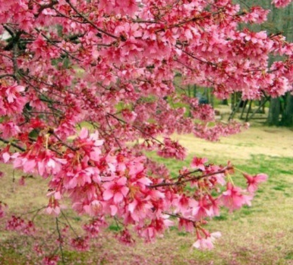 Green River 5 Bright Pink Cherry Tree Seeds - Fragrant White Blossoms for Early Spring Gardening & Ornamental Landscaping