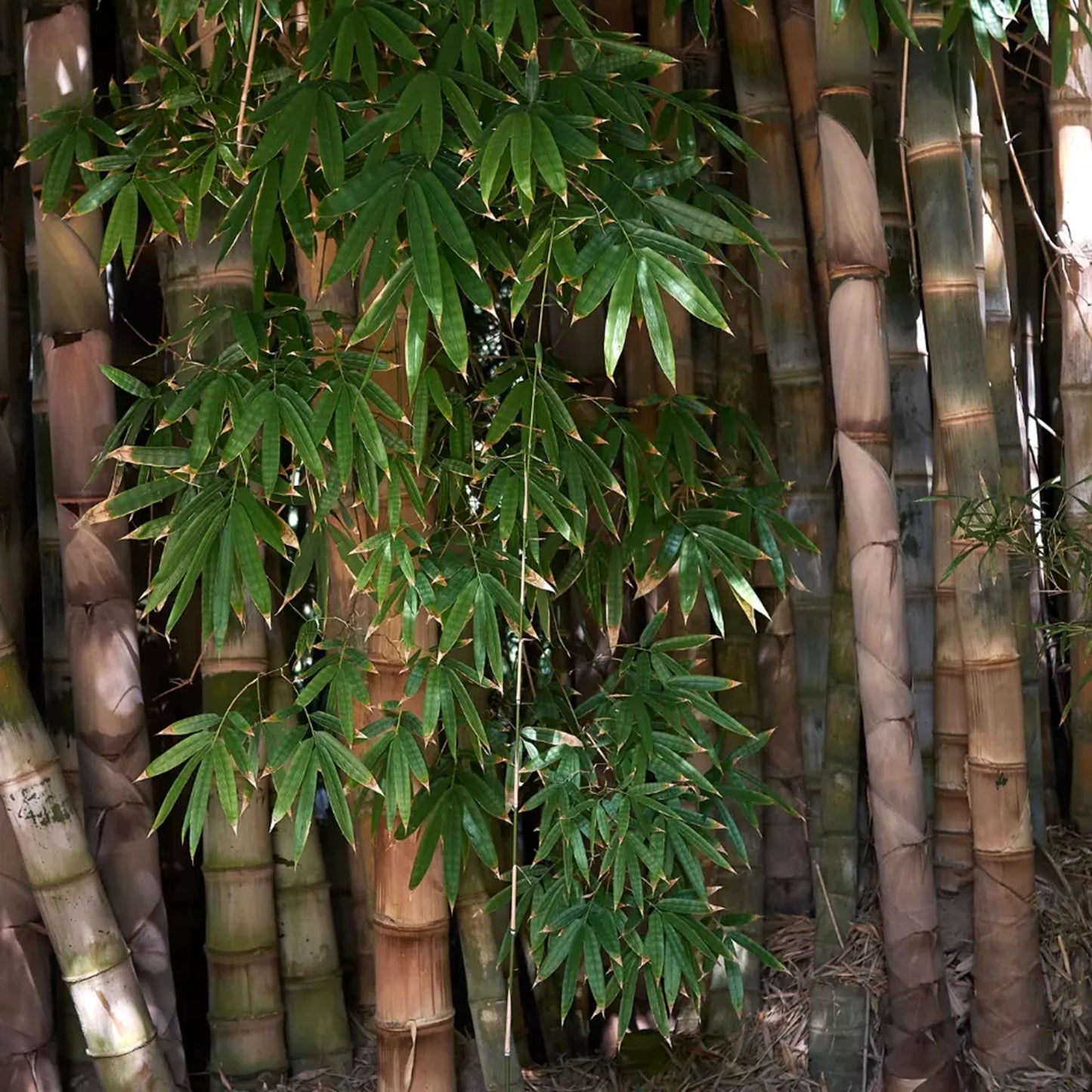 Green River 50 Dendrocanus Structus Bamboo Seeds - Tall Bamboo Plant Seeds for Privacy Screens & Garden Landscaping – Premium Bamboo Seeds for Planting Outdoors or in Pots – Non-Invasive Fast-Growing Lawn Plants – Seeds for Gardening & More