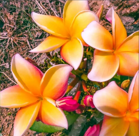 Green River 5 Orange Pink Plumeria Seeds - Flower Seed Pack, Premium Tropical Blooms, Fragrant Perennial Plants for Garden Charm, Ideal for Leis and Containers