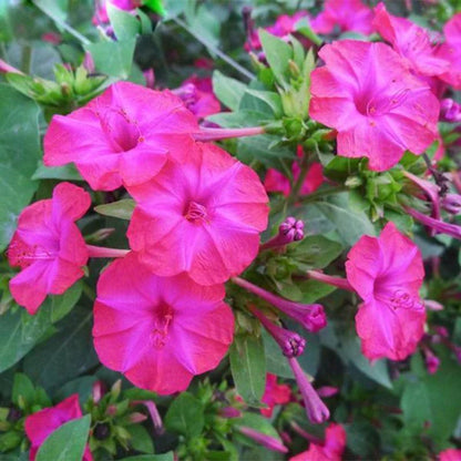 Green River Seeds 25 Magenta Four O'clock Flowers Seeds - Perennial Flower Seed Pack, Fragrant Night Blooming for Pollinator Gardens, Easy to Grow, Heirloom Seeds for Outdoor Planting, Cottage Garden Blend