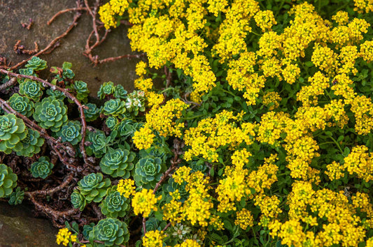 Green River Seeds 25 Sweet Alyssum Yellow Seeds - Tiny Colorful Flowers for Spring and Fall Gardening, Ideal for Hanging Baskets and Pathways