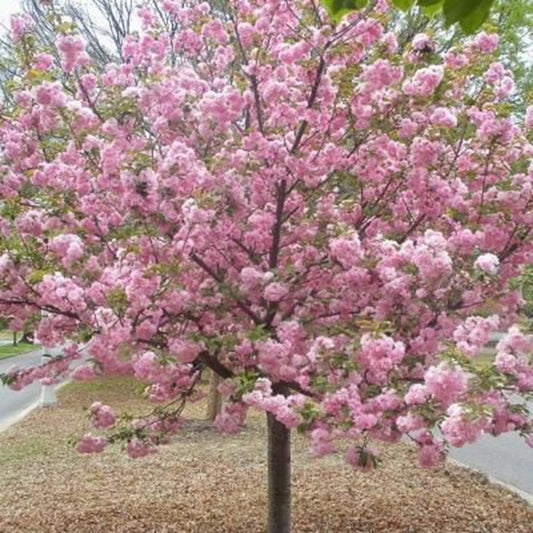 Green River 5 Pink Flowering Cherry Tree Seeds - Fragrant White Blossoms for Early Spring Gardening & Ornamental Landscaping