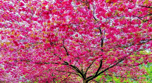 Green River 5 Dark Pink Flowering Cherry Tree Seeds - Fragrant White Blossoms for Early Spring Gardening & Ornamental Landscaping