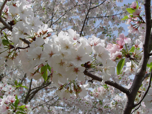 Green River 5 Snow goose Flowering Cherry Tree Seeds - Fragrant White Blossoms for Early Spring Gardening & Ornamental Landscaping