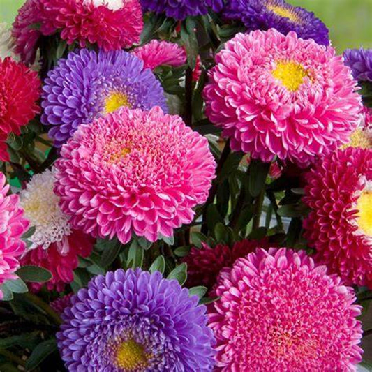 Green River Seeds Asters 50 Pink Purple Aster Flower Seeds - 50 Individual Seeds for Easy Growth in Partial Shade Vibrant Colors & Bloom Formations Perfect for Garden Borders
