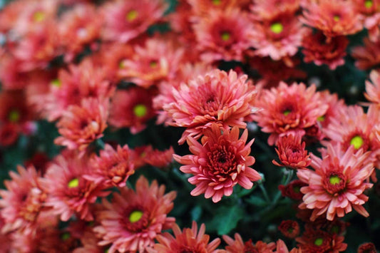 Green River Seeds Asters 50 Burnt Red Aster Flower Seeds - 50 Individual Seeds for Easy Growth in Partial Shade Vibrant Colors & Bloom Formations Perfect for Garden Borders