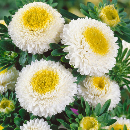 Green River Seeds Asters 50 Pom Pom White Aster Flower Seeds - 50 Individual Seeds for Easy Growth in Partial Shade Vibrant Colors & Bloom Formations Perfect for Garden Borders