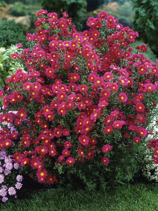 Green River Seeds Asters 50 Crimson Red Aster Flower Seeds - 50 Individual Seeds for Easy Growth in Partial Shade Vibrant Colors & Bloom Formations Perfect for Garden Borders