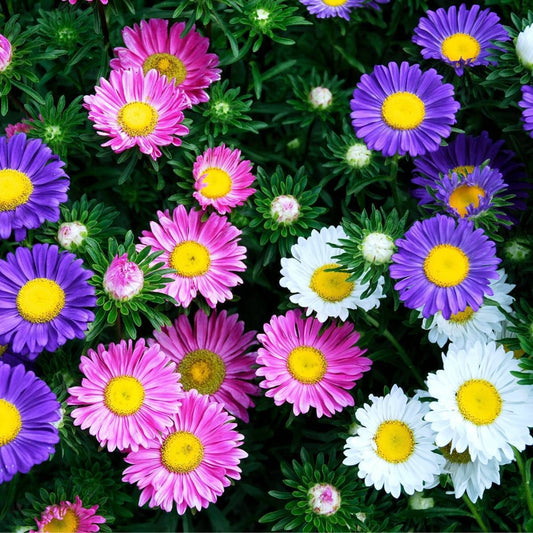 Green River Seeds Asters 50 Single Rainbow Aster Flower Seeds - 50 Individual Seeds for Easy Growth in Partial Shade Vibrant Colors & Bloom Formations Perfect for Garden Borders