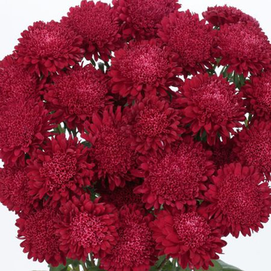 Green River Seeds Asters 50 Scarlet Aster Flower Seeds - 50 Individual Seeds for Easy Growth in Partial Shade Vibrant Colors & Bloom Formations Perfect for Garden Borders