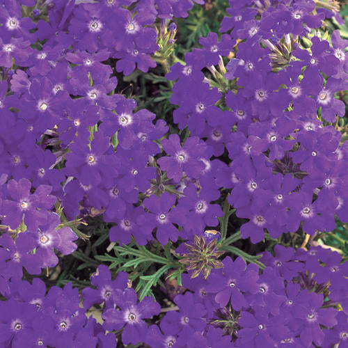 Green River 50 Blue Violet Verbena Seeds- Perennial Flower Seeds for Pots and Gardens, Vibrant Blooms for Pollinator Gardens, Fast-Growing Plant Seeds for Summer Color
