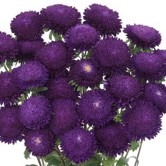 Green River Seeds Asters 50 Dark Purple Aster Flower Seeds - 50 Individual Seeds for Easy Growth in Partial Shade Vibrant Colors & Bloom Formations Perfect for Garden Borders