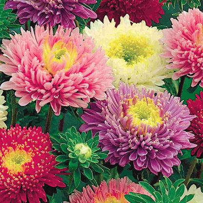 aster flower seeds Green River Seeds Asters 50 Early Charm Aster Flower Seeds